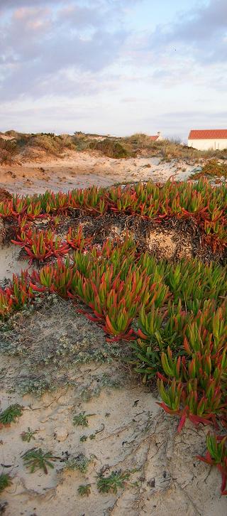 Carpobrotus edulis (sour fig) is native to South Africa, seen here colonising the sand dunes at Zambujeira do mar, Alentejo, Portugal