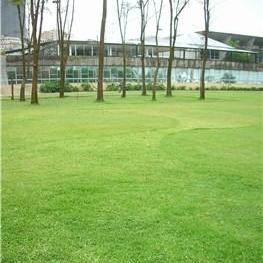 Grass waves at the Museum of Modern Art, Rio