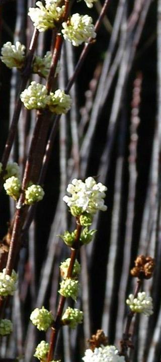 Viburnum and Rubus