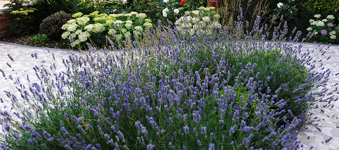 Lavender in front garden in West London
