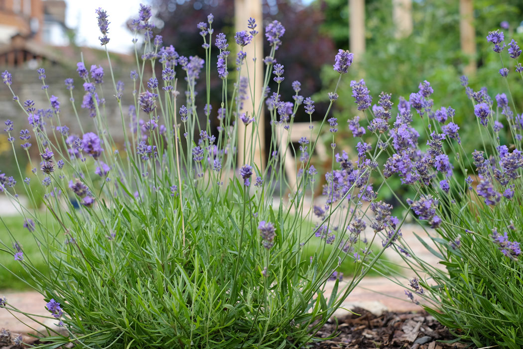 Breeze Garden Design - Town Garden, Ealing, London