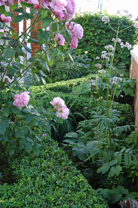 Valeriana officinalis and rosa 'Mary Rose' and box hedge