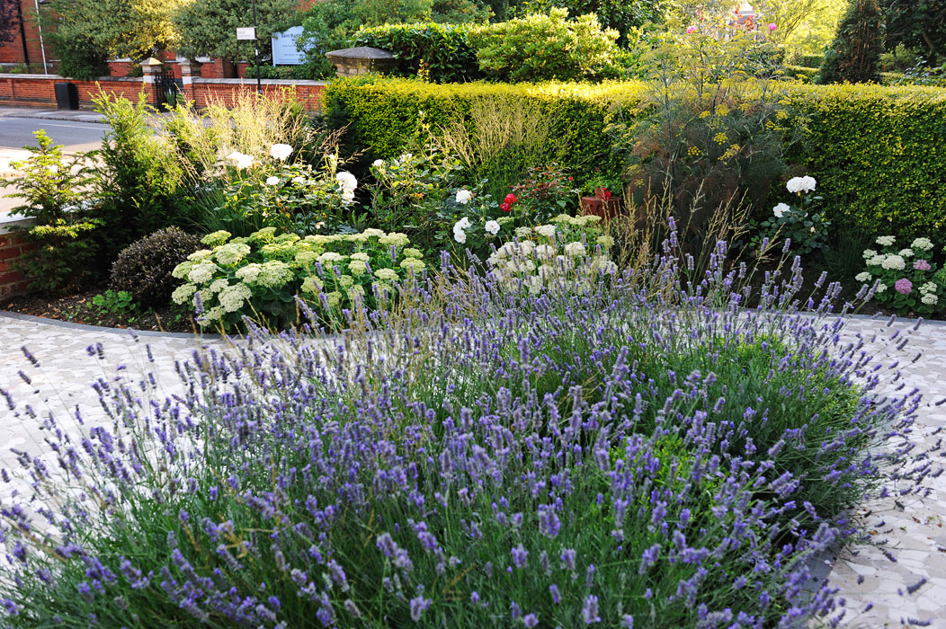 Lavender and side borders