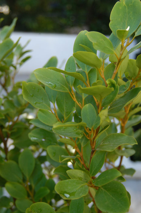 Griselinia littoralis makes a great fresh green hedge