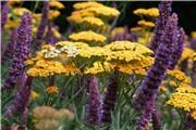 Achillea and Salvia