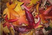 Liquidambar leaves