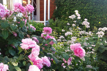 Front garden with roses and grasses